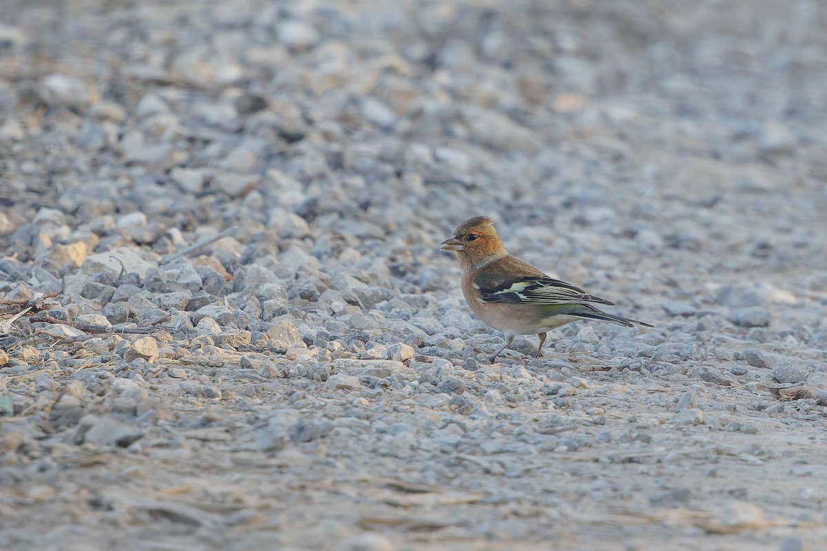 Common Chaffinch - ML646197026