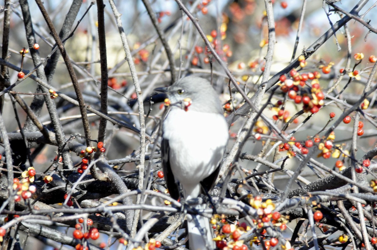 Northern Mockingbird - ML646197028