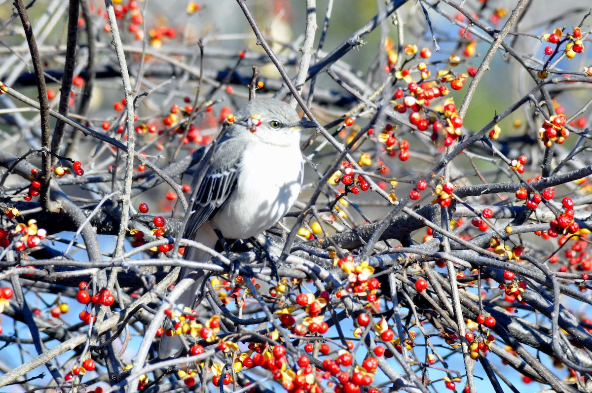 Northern Mockingbird - ML646197030