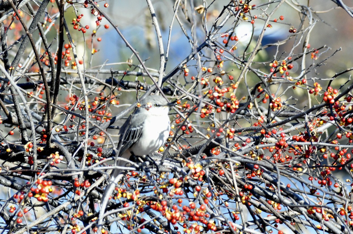 Northern Mockingbird - ML646197031