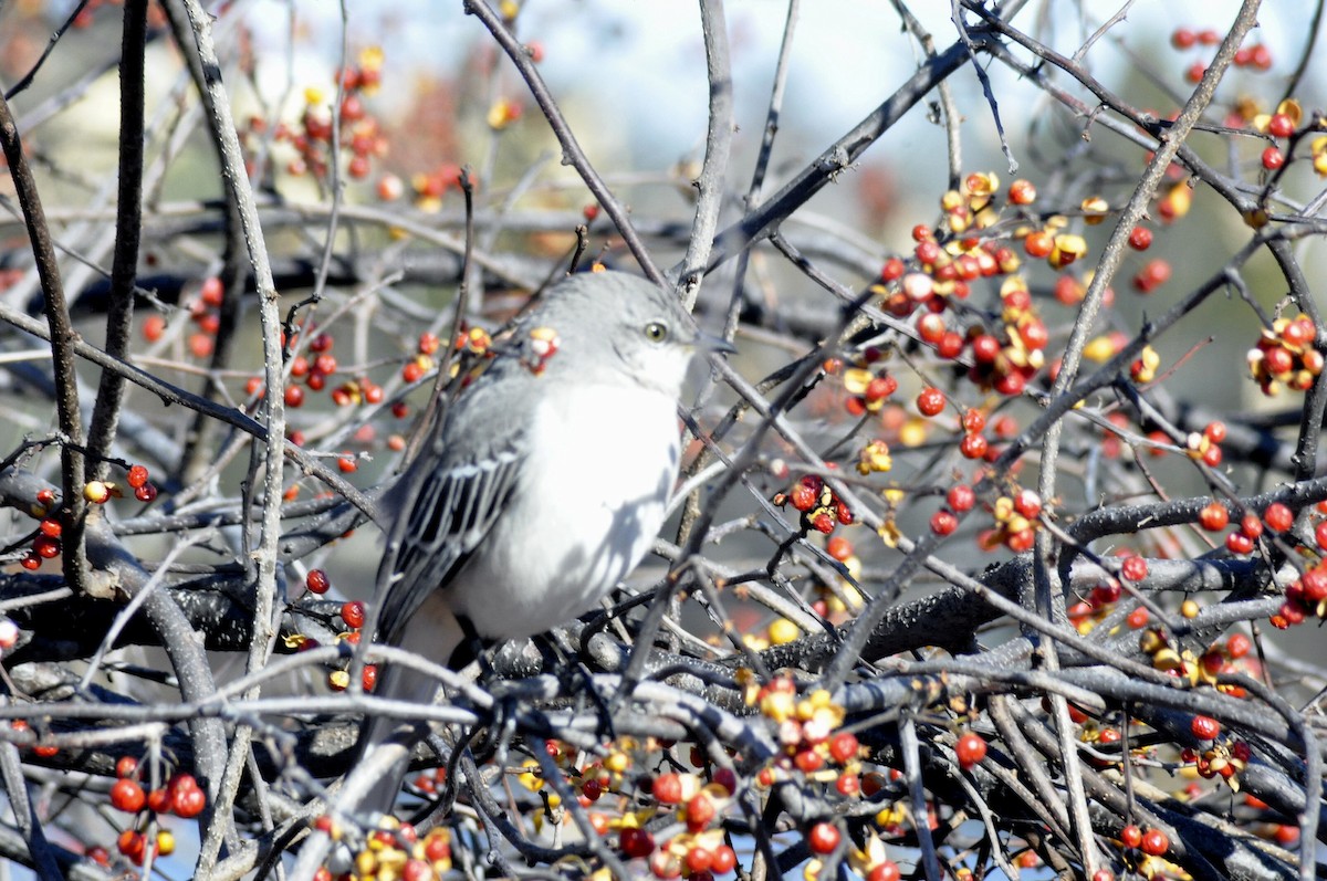 Northern Mockingbird - ML646197032