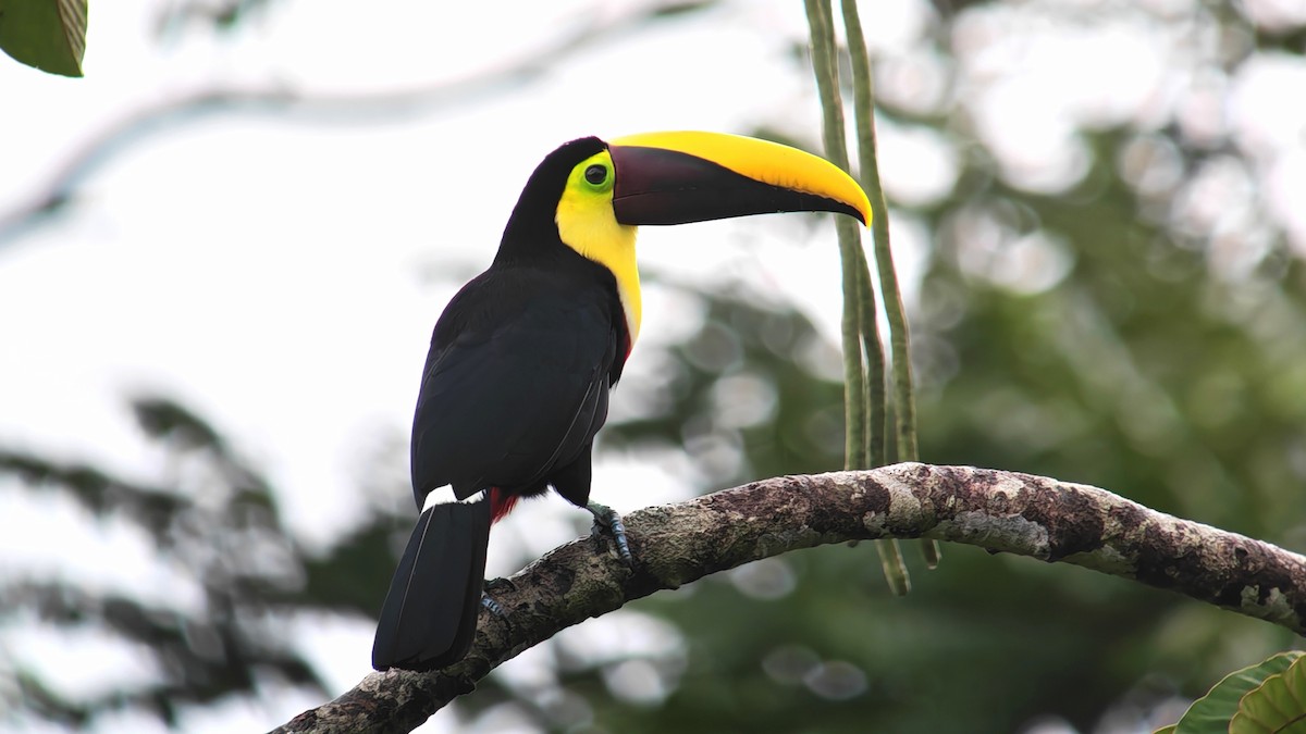 Yellow-throated Toucan - ML646197033