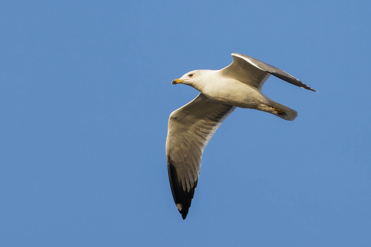 Kaio armeniarra - ML646197034