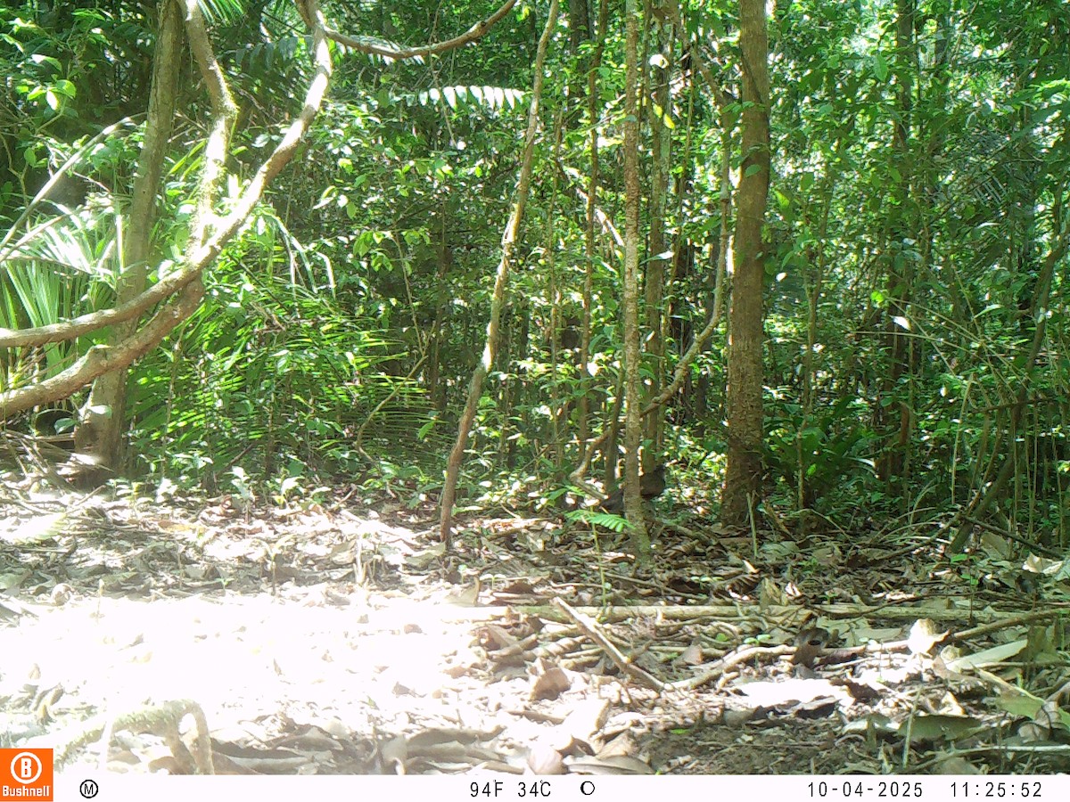 Rufous-vented Ground-Cuckoo - ML646197037
