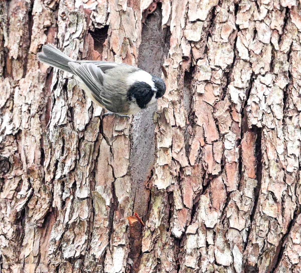 Гаїчка світлокрила - ML646197039