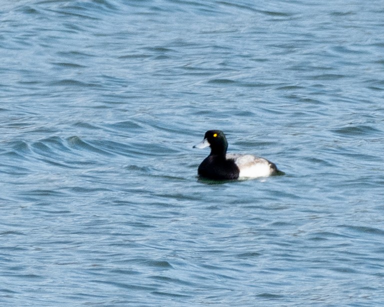 Lesser Scaup - ML646197048