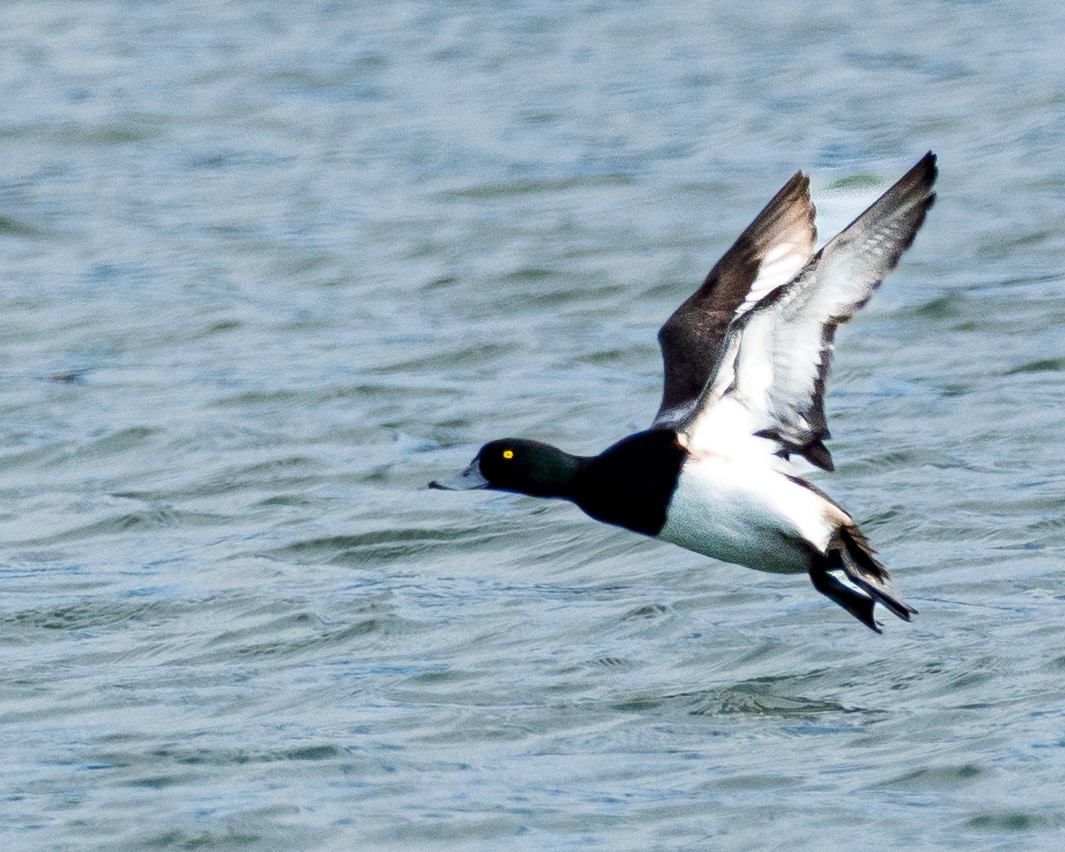 Lesser Scaup - ML646197049