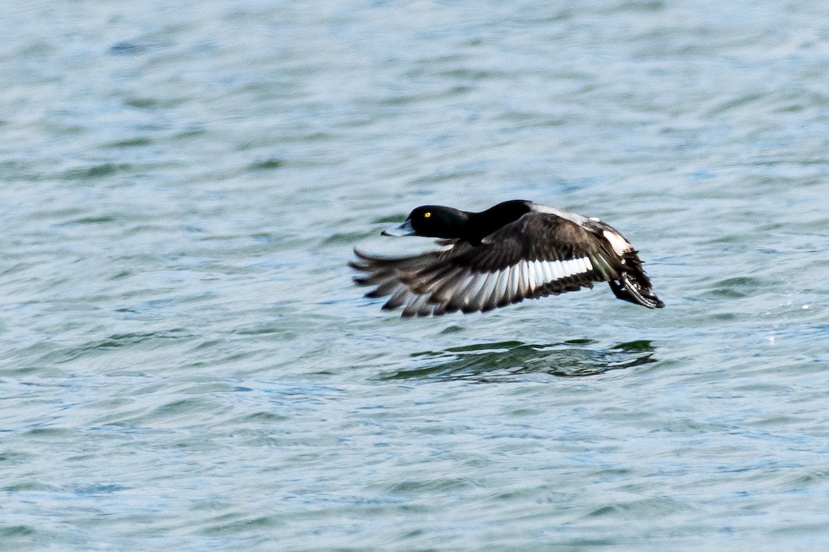 Lesser Scaup - ML646197050