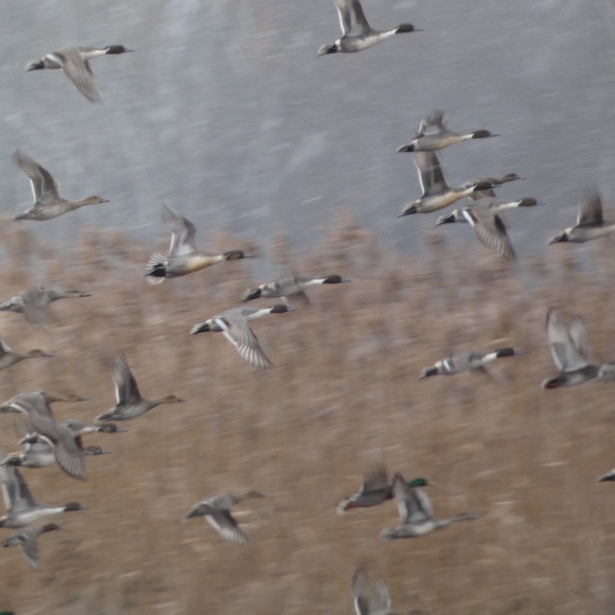 Northern Pintail - ML646197053