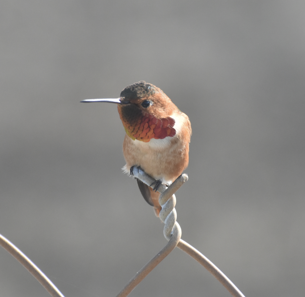 Allen's Hummingbird - ML646197055