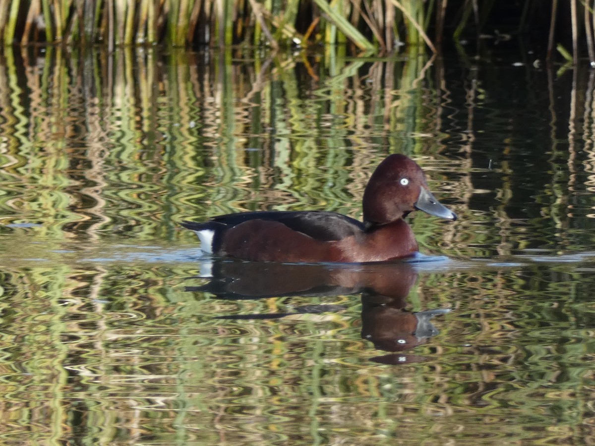 Ferruginous Duck - ML646197056