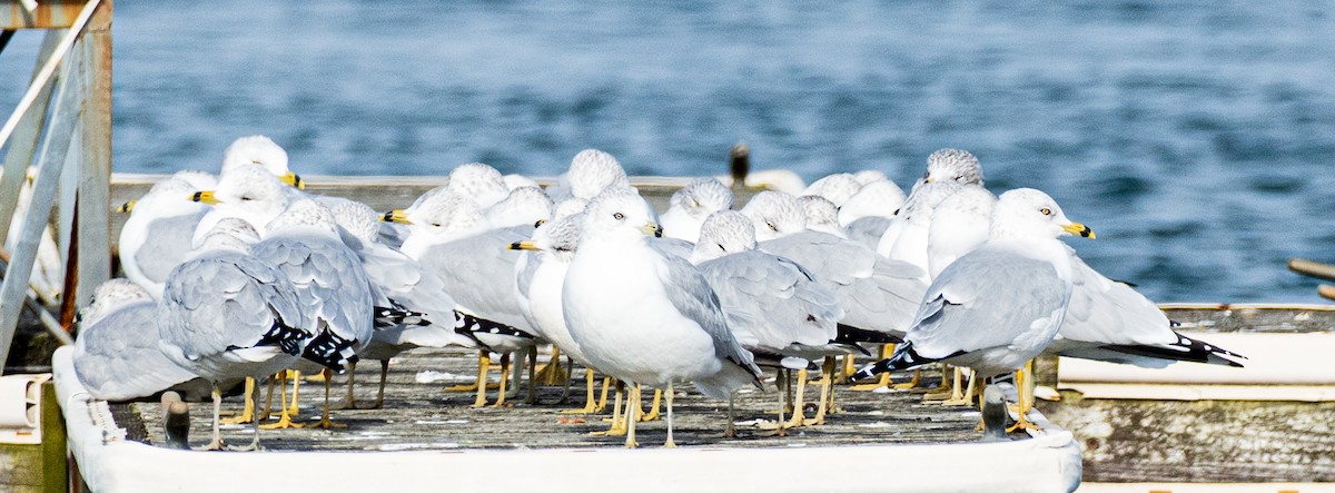 Ring-billed Gull - ML646197058