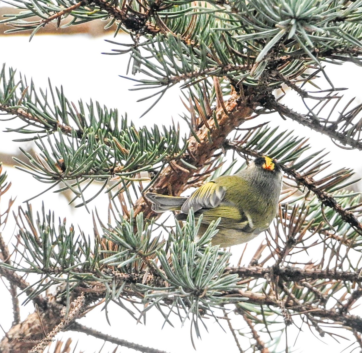 Golden-crowned Kinglet - ML646197059