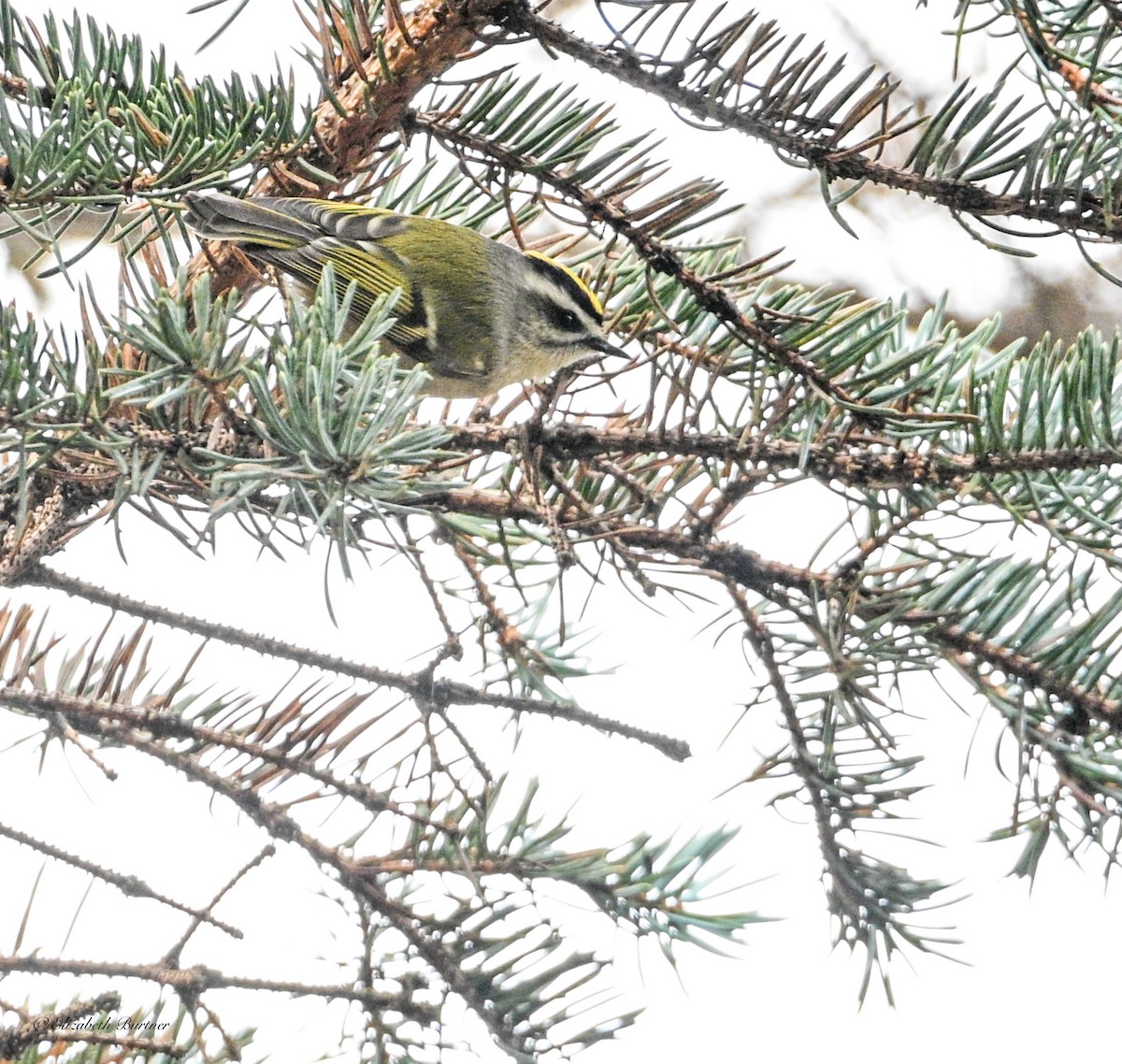 Golden-crowned Kinglet - ML646197060