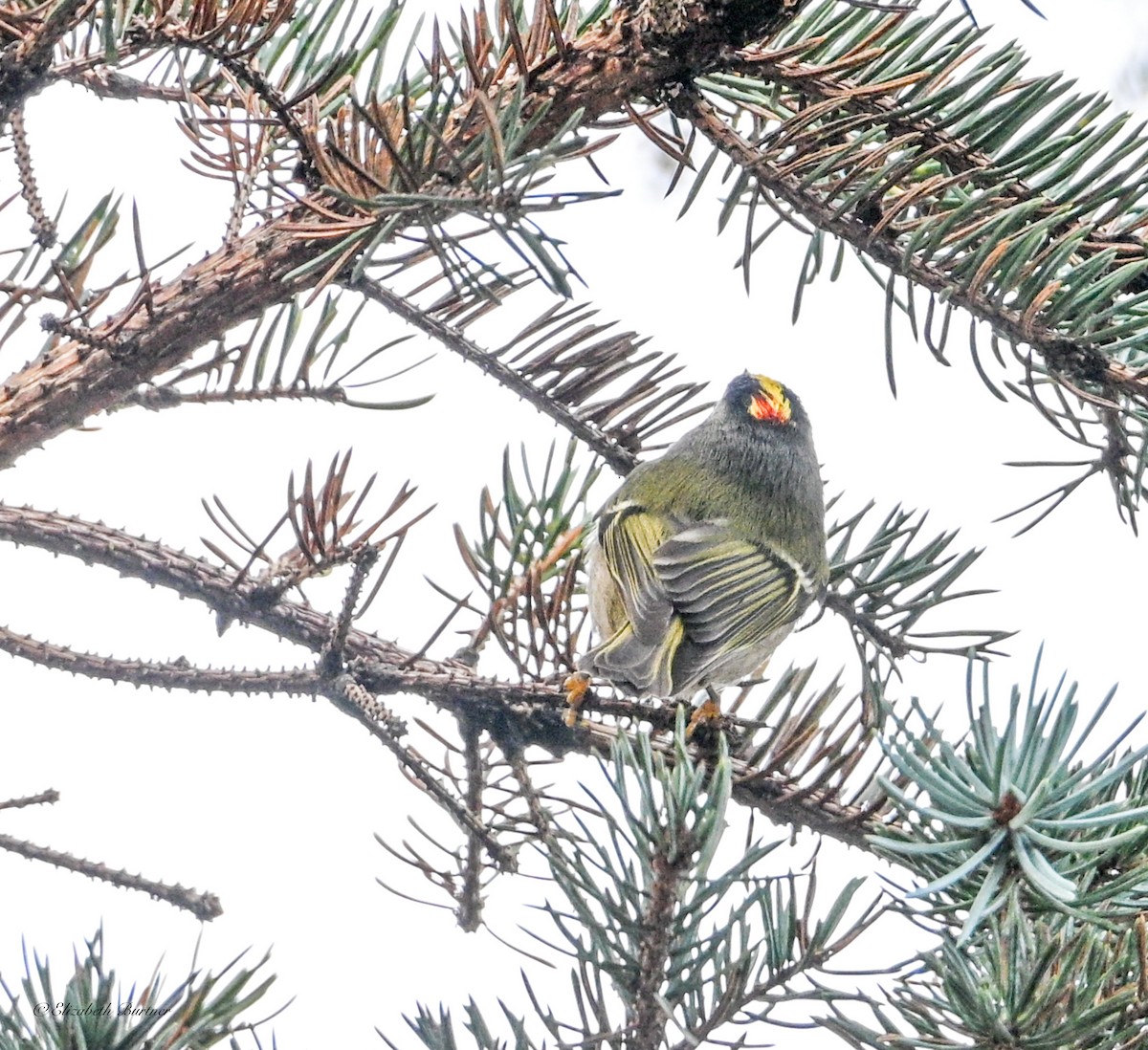 Golden-crowned Kinglet - ML646197061