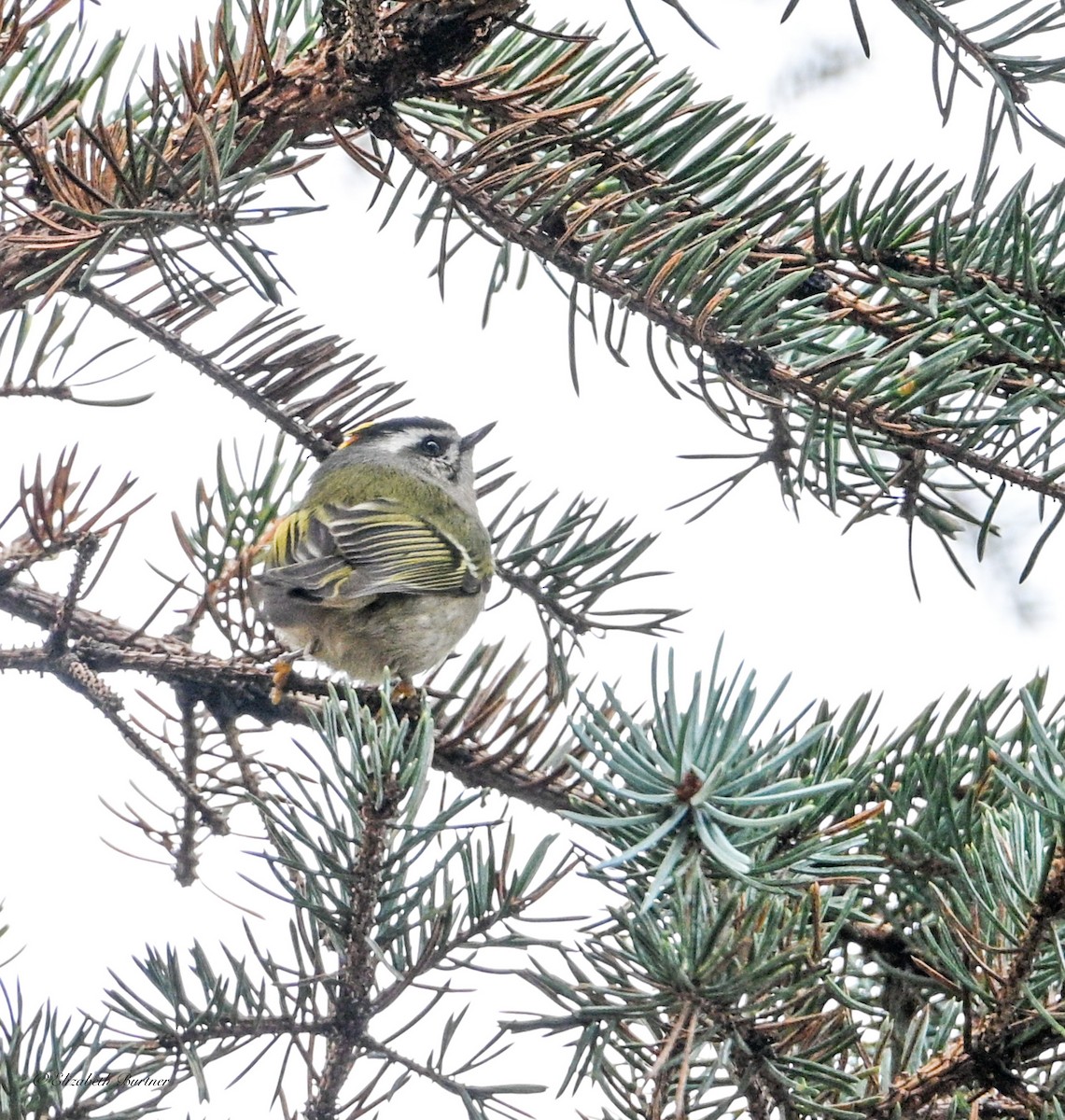 Golden-crowned Kinglet - ML646197062