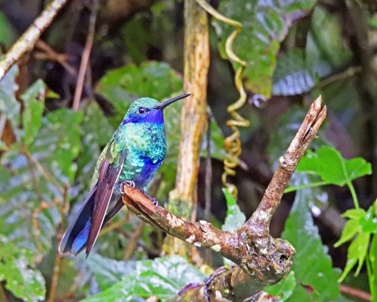 Colibrí Rutilante - ML646197064