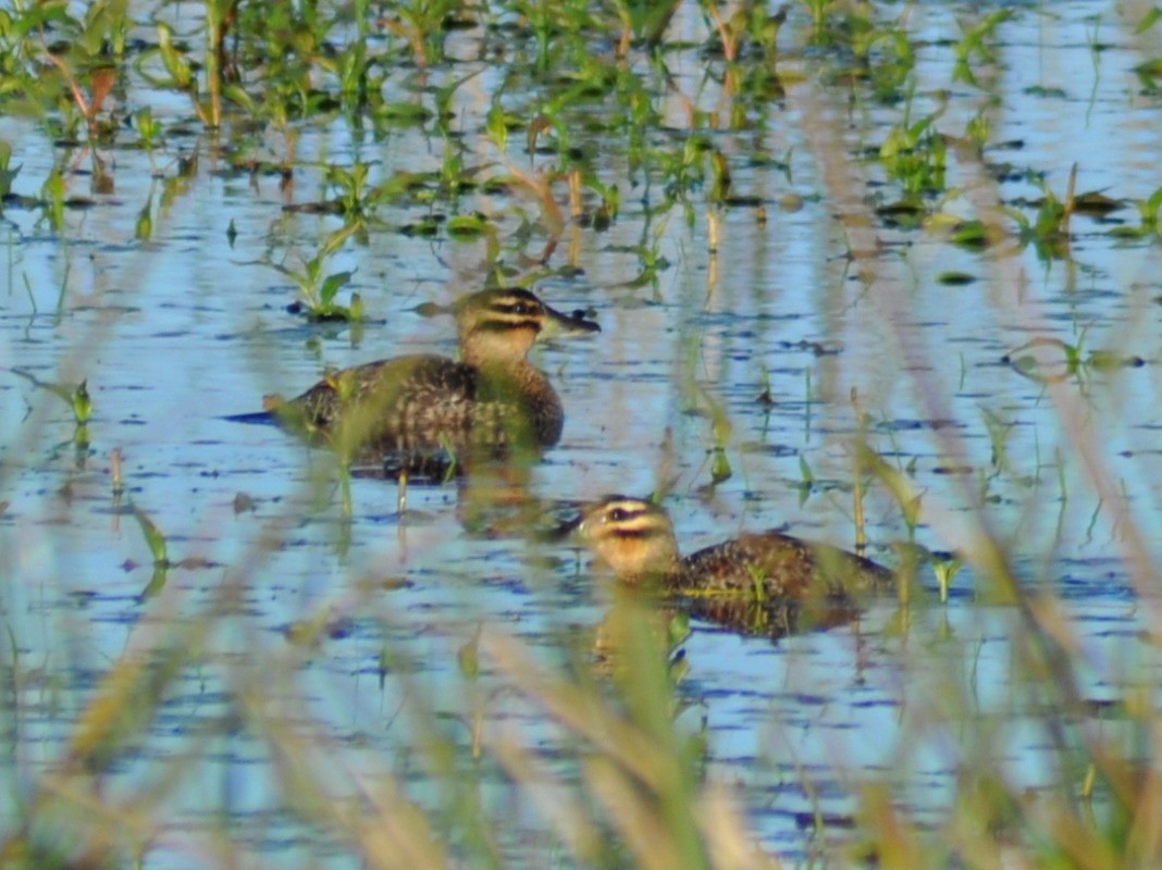 maskeand - ML646197065