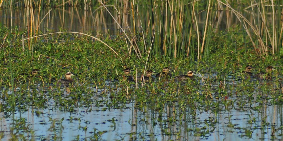 maskeand - ML646197066