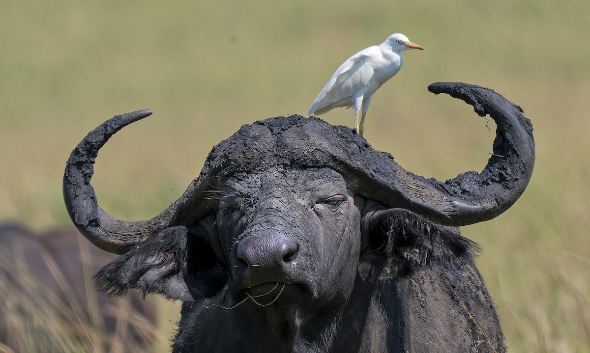 Western Cattle-Egret - ML646197067