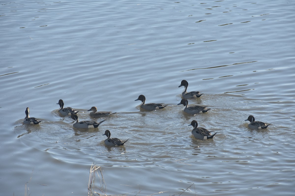 Northern Pintail - ML646197068