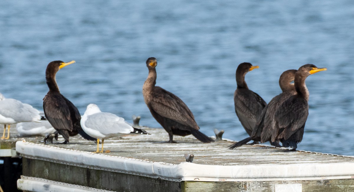 Double-crested Cormorant - ML646197069