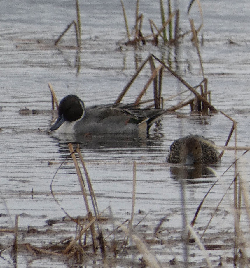 Northern Pintail - ML646197070