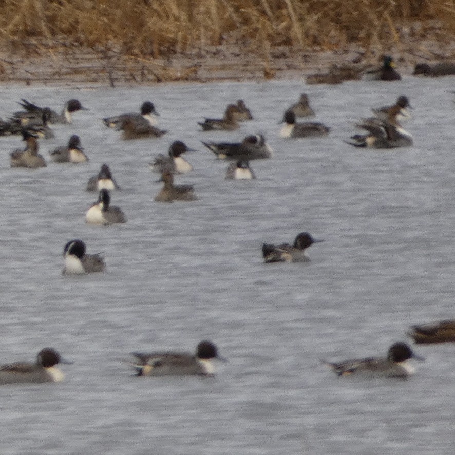 Northern Pintail - ML646197071