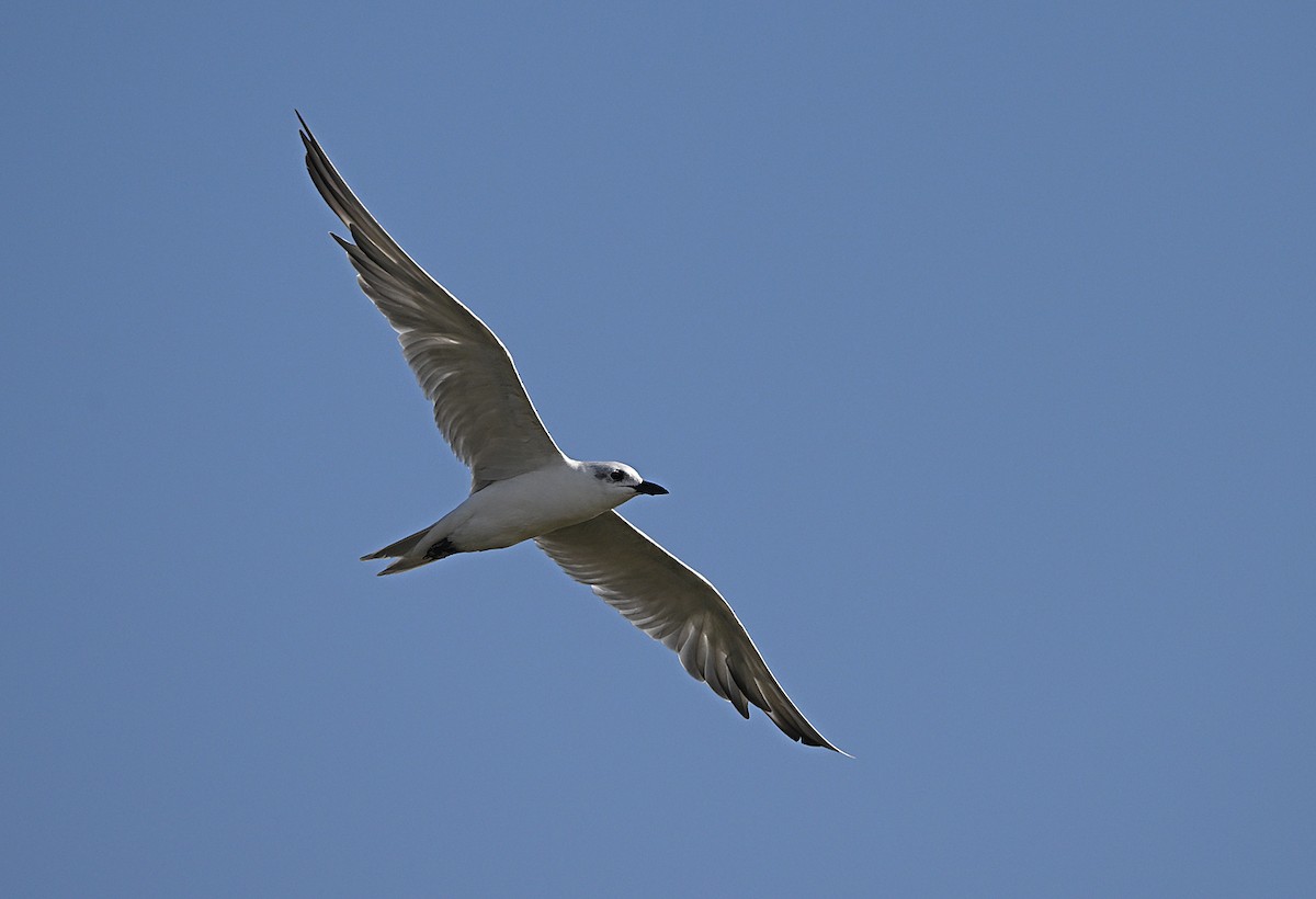 鷗嘴燕鷗 - ML646197072