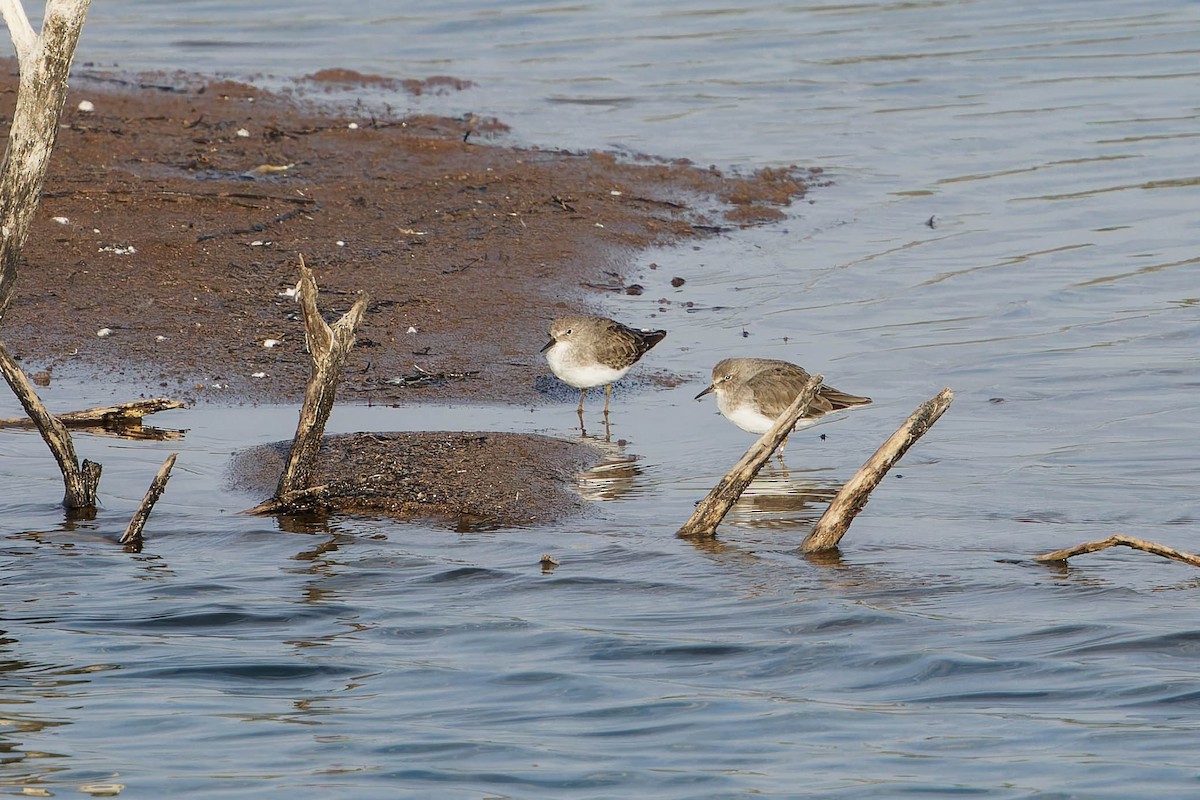Temminck's Stint - ML646197073