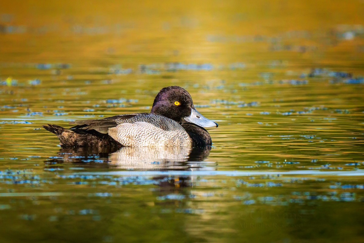 Lesser Scaup - ML646197074