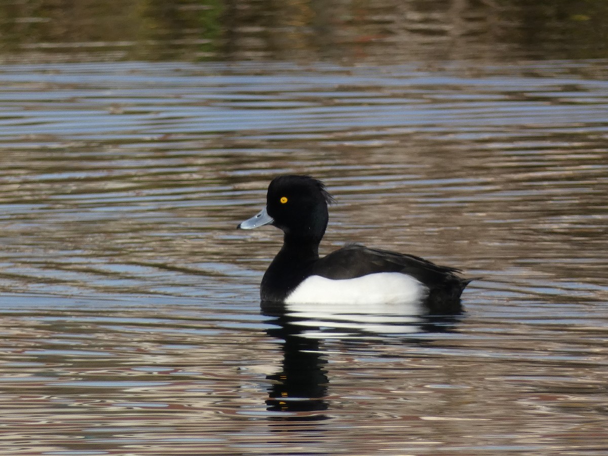 Tufted Duck - ML646197075