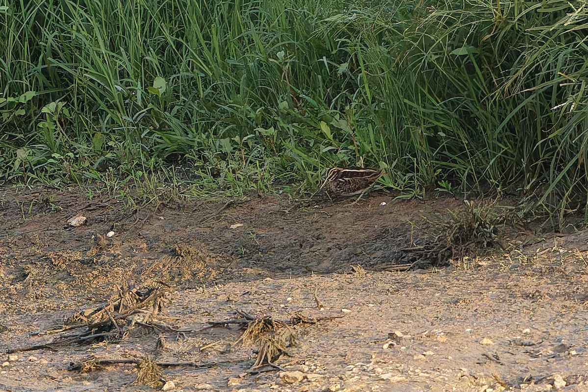 Agachadiza Chica - ML646197078