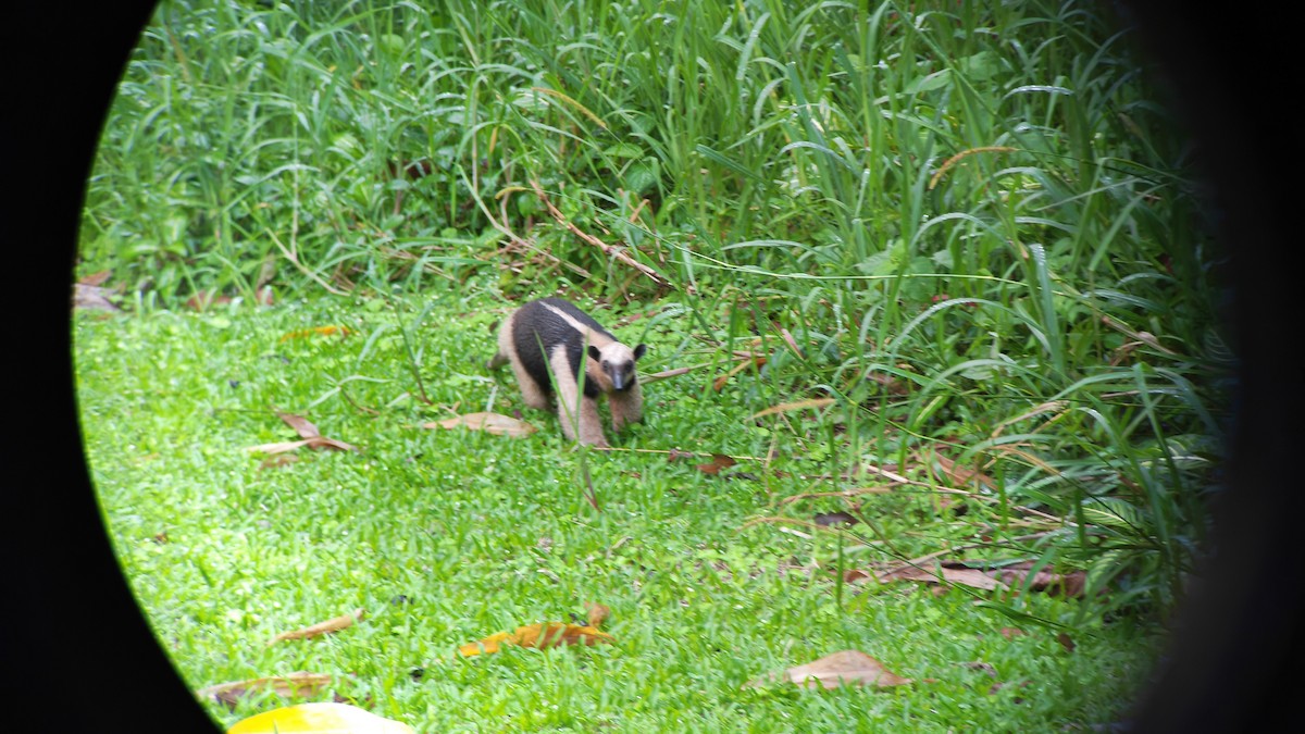 中美小食蟻獸 - ML646197086