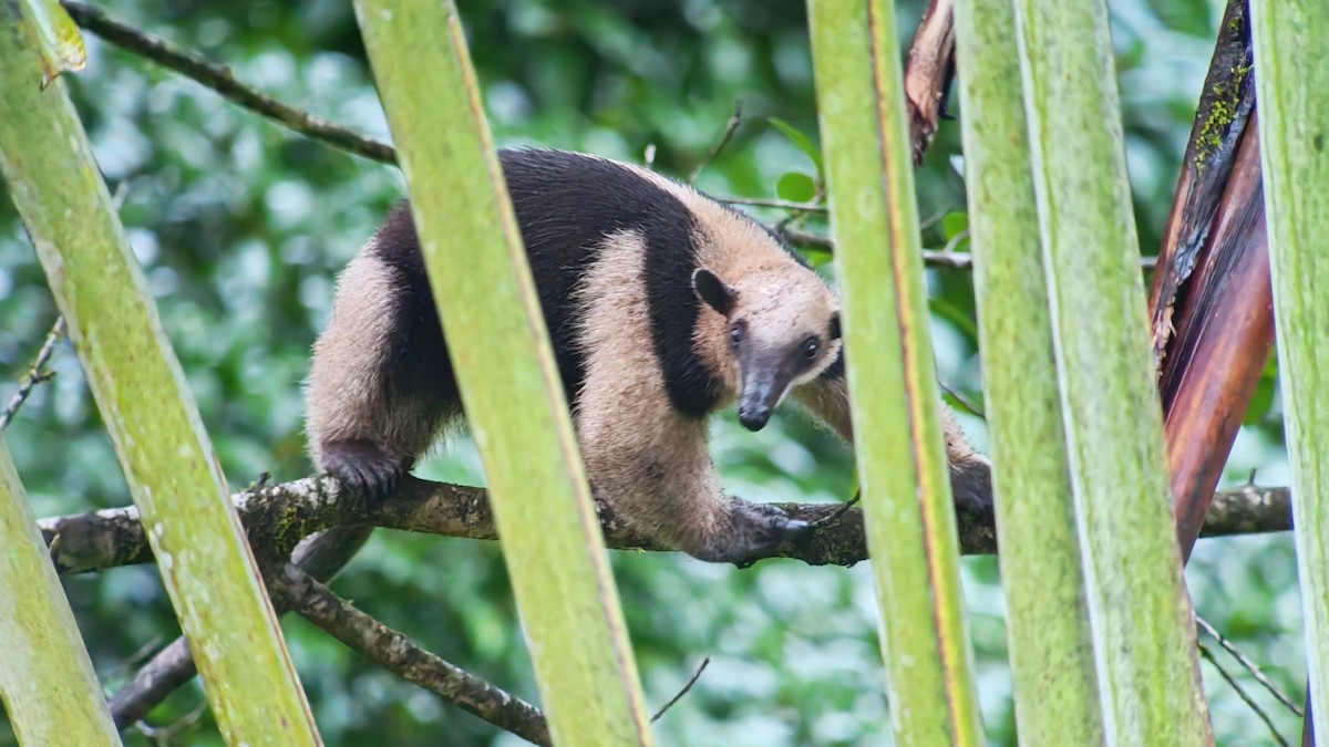 中美小食蟻獸 - ML646197087