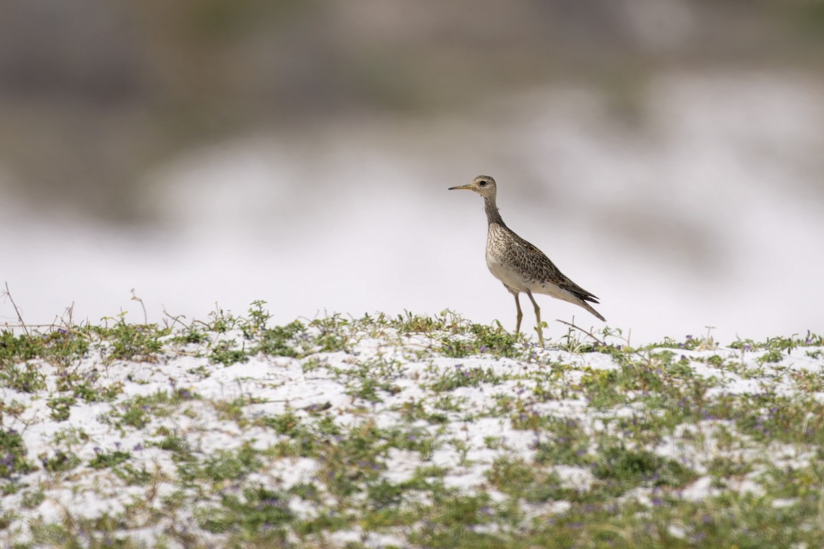 Upland Sandpiper - ML646197092