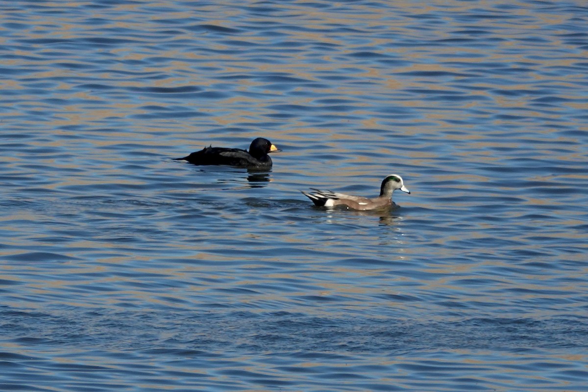 Black Scoter - ML646197095