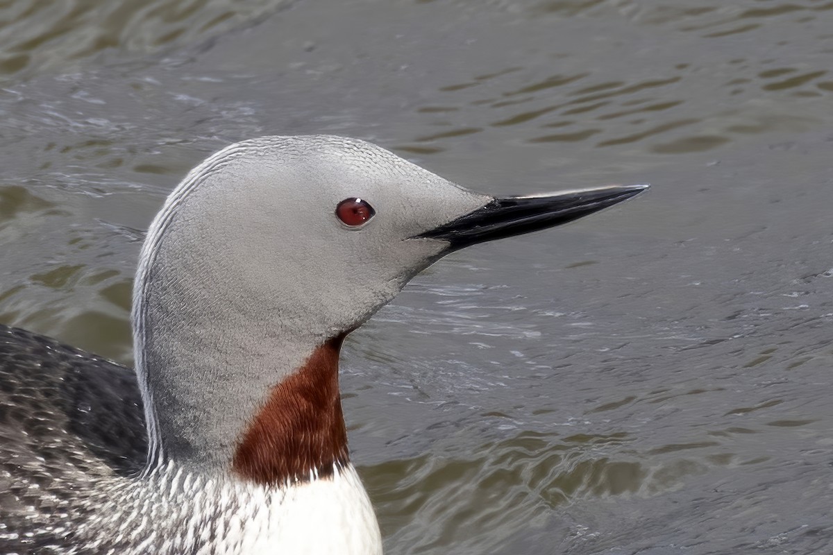 Plongeon catmarin - ML646197097