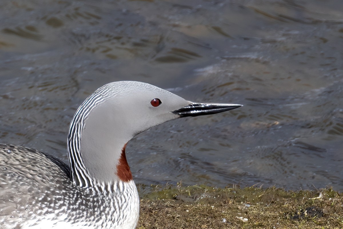 Plongeon catmarin - ML646197098