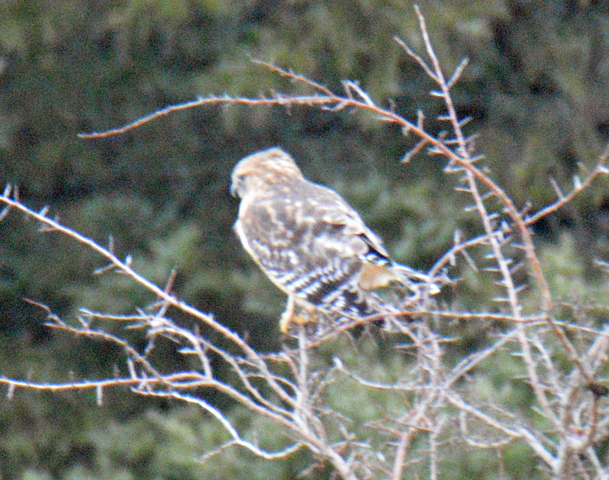 Red-shouldered Hawk - ML646197099