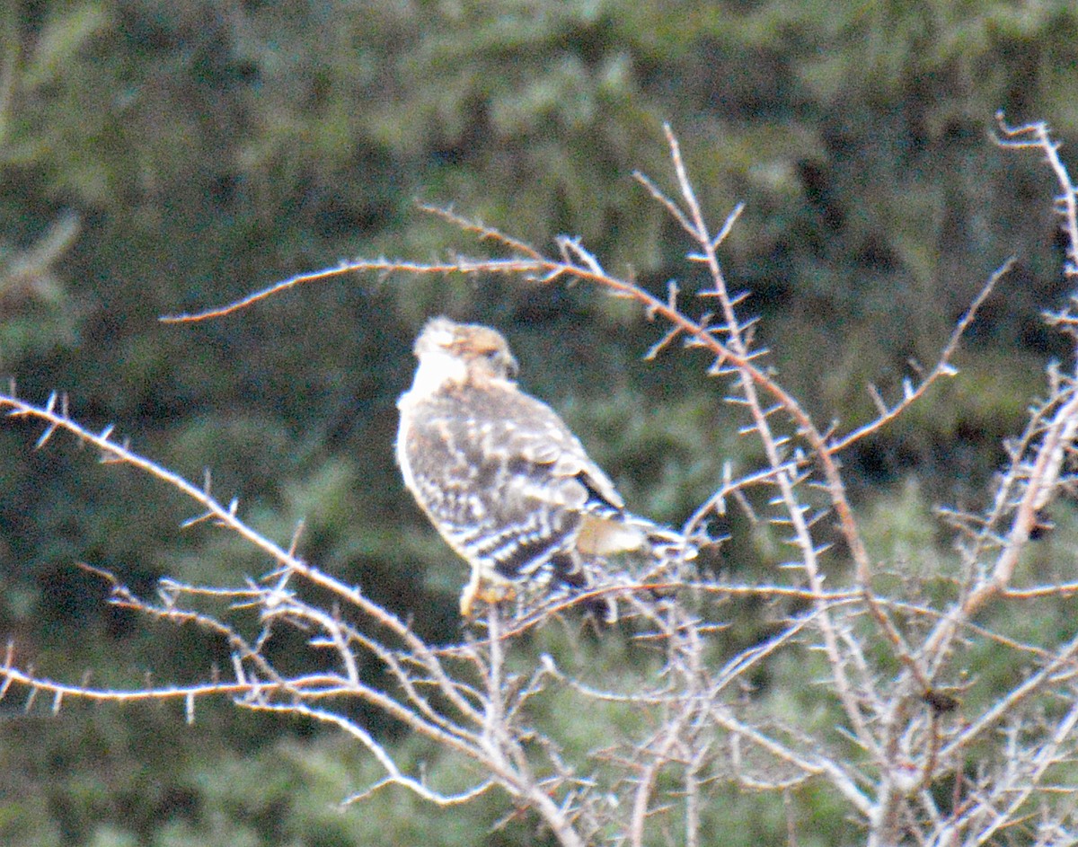 Red-shouldered Hawk - ML646197100
