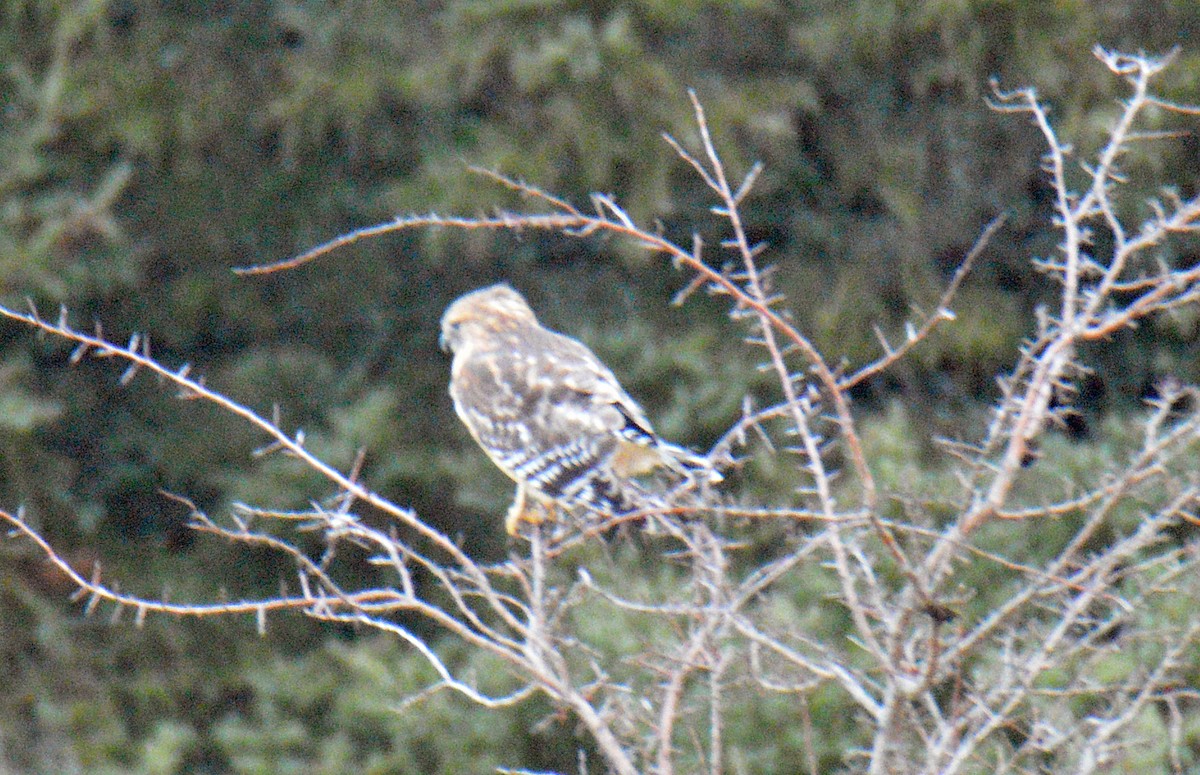 Red-shouldered Hawk - ML646197101