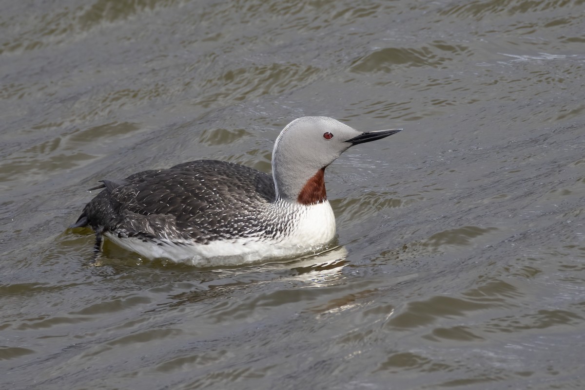 Plongeon catmarin - ML646197102