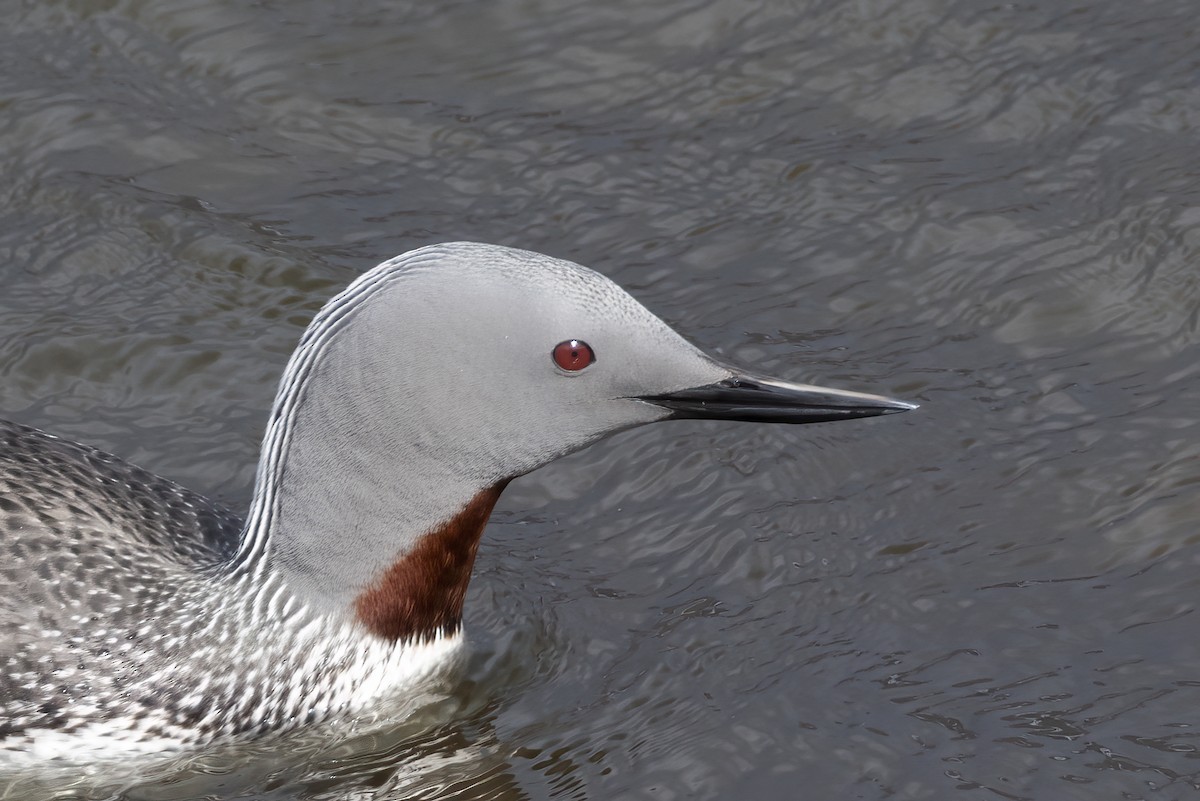 Plongeon catmarin - ML646197103