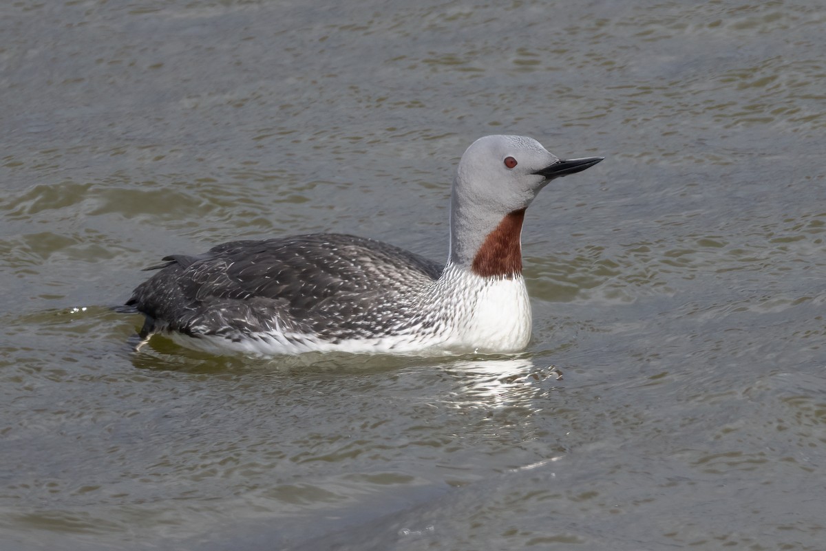 Plongeon catmarin - ML646197104