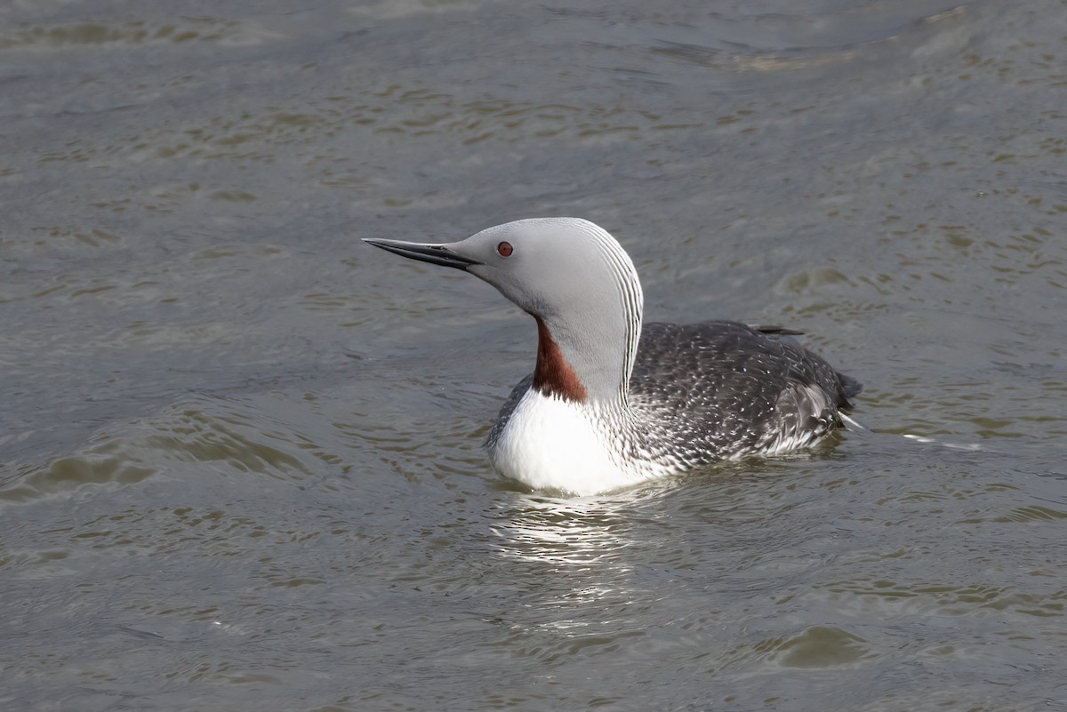 Plongeon catmarin - ML646197105