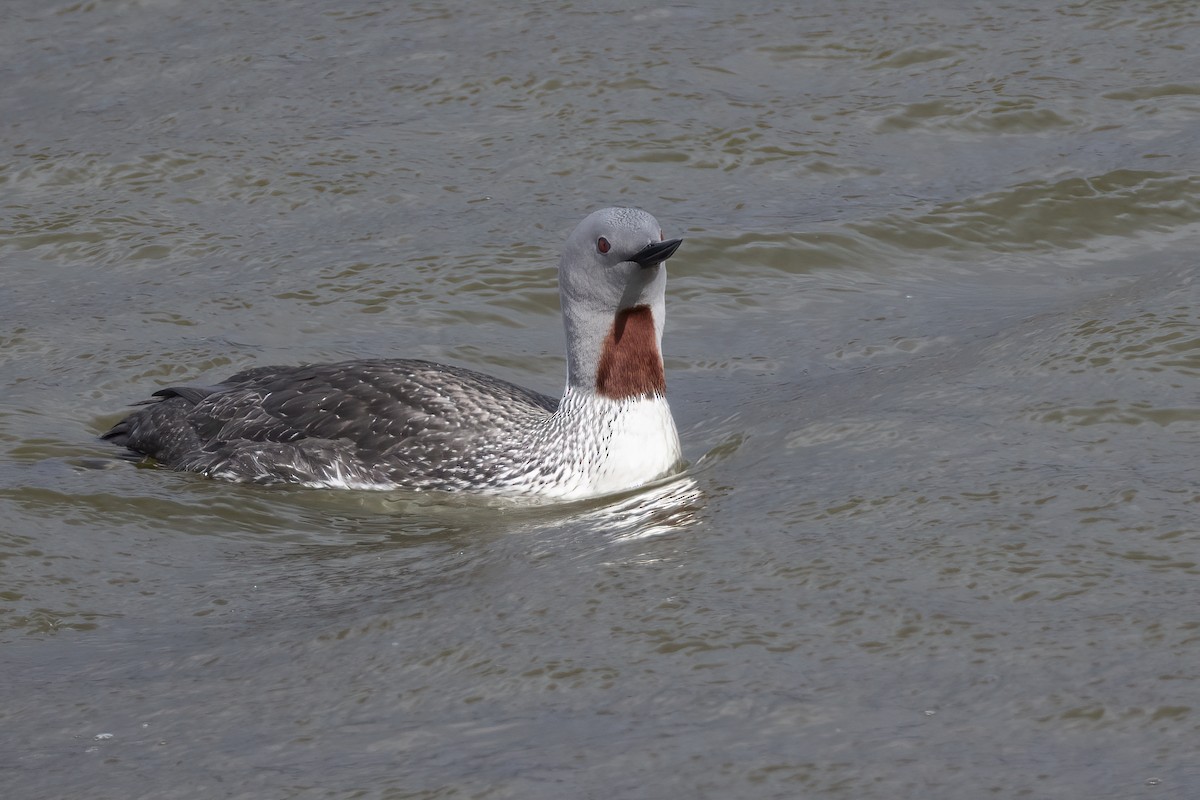 Plongeon catmarin - ML646197106
