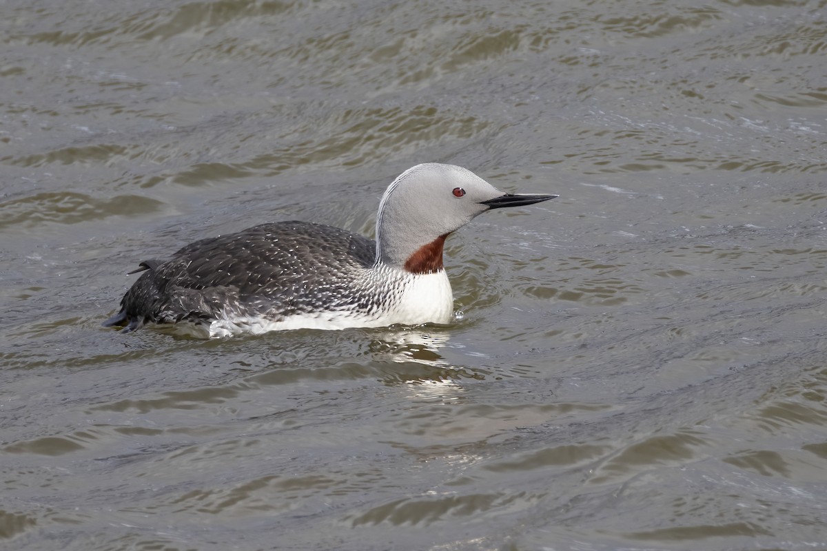 Plongeon catmarin - ML646197107