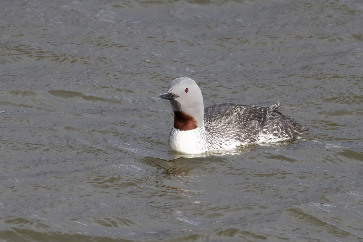 Plongeon catmarin - ML646197108