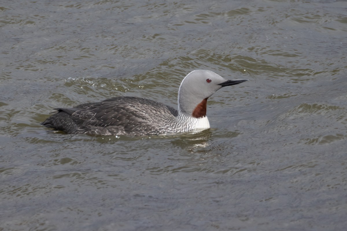 Plongeon catmarin - ML646197109